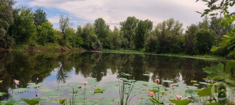 В Волгоградской области цветут лотосы