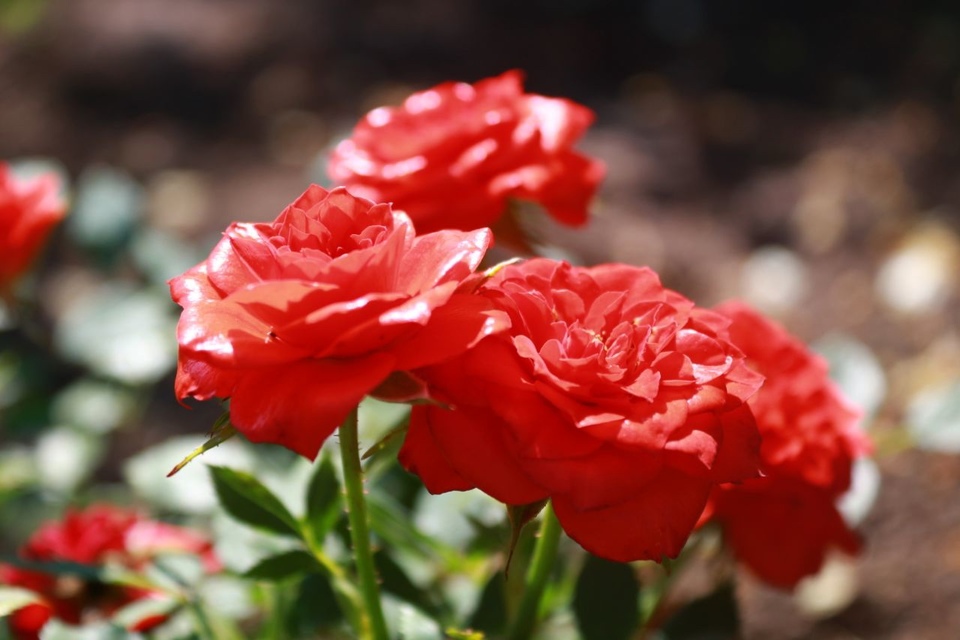 В Волгоградском ботаническом саду цветут невероятно красивые розы