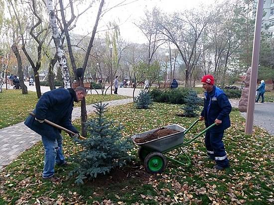 В парке Памяти в Волгограде высадили ели, березы и можжевельник