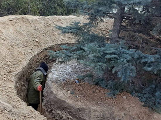 В Волгограде на шоссе Авиаторов 30-летние ели пересаживают вместе с землей