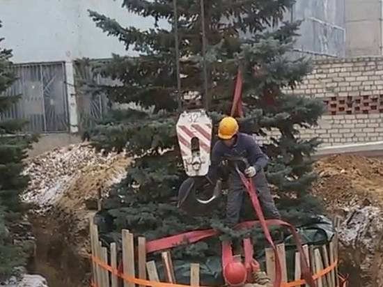 В Волгограде началась операция по переносу 30-летних елей