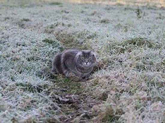 В Волгоград вернутся ночные морозы