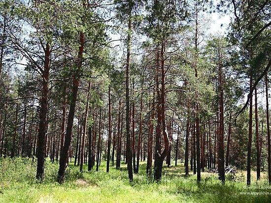 В Волгоградской области на треть выросла аренда лесных участков