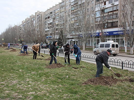 Каштановая аллея появится на бульваре Энгельса на юге Волгограда