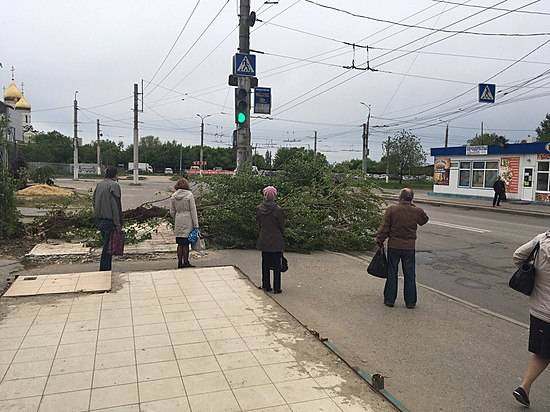 На западе Волгограда от сильного ветра на проезжую часть упало дерево