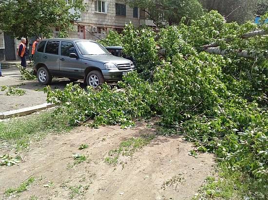 На юге Волгограда огромный тополь, упавший на детскую площадку, раздавил три машины