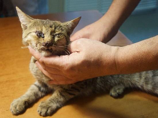 В Волгограде неизвестные подожгли и избили кошку