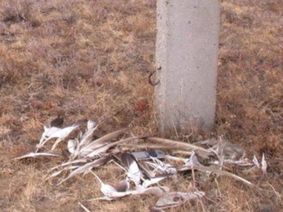 В Волгоградской области 70 птиц погибли от удара током