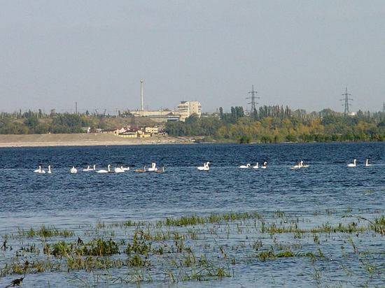 На севере Волгограда в Волге купаются лебеди