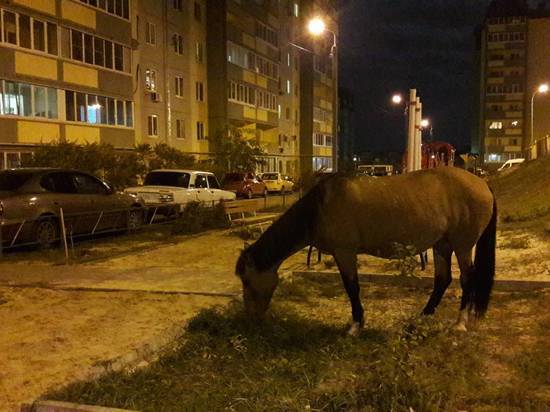 На юге Волгограда во дворе многоэтажек гуляли лошадь и бык