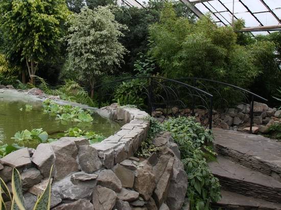 Тропики в Волгоградской области: в оранжерее ботанического сада открылась новая экспозиция