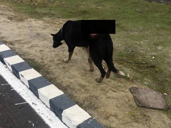 В Кировском районе ищут собаку со скальпированной раной