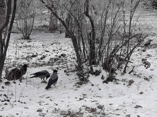 Синоптики обещают  волгоградцам похолодание до -13ºС и снег