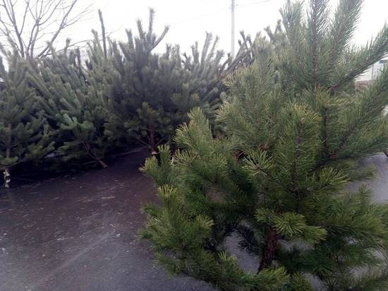 Всем по елке: как выбрать новогоднее дерево?