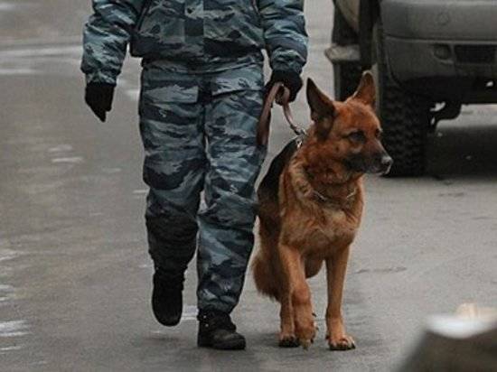 В колпаках и карнавальной маске: под Волгоградом собаки помогли найти трех грабителей