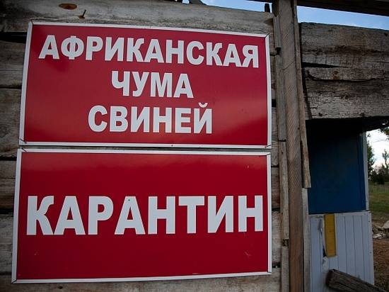 В хуторе Майоровском Суровикинского района выявлен случай АЧС
