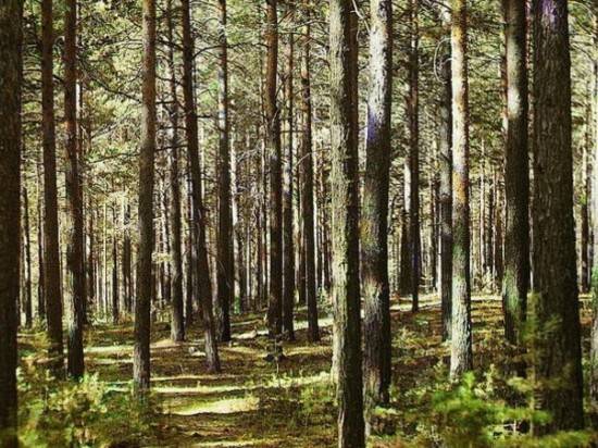 В Красноармейском районе обсудят судьбу городских лесов