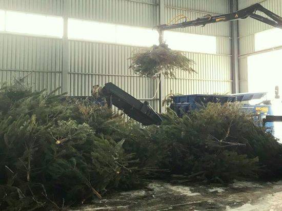 В Волгоградской области новогодние ели и сосны станут удобрением