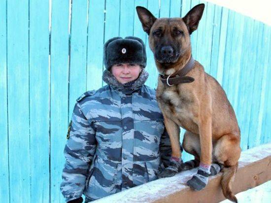 Немецкая и бельгийская овчарки из Волгограда примут участие в конкурсе военных кинологов