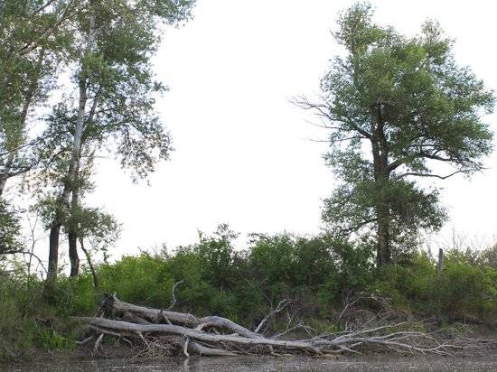 Глава села во Фроловском районе оштрафован за вырубку дерева