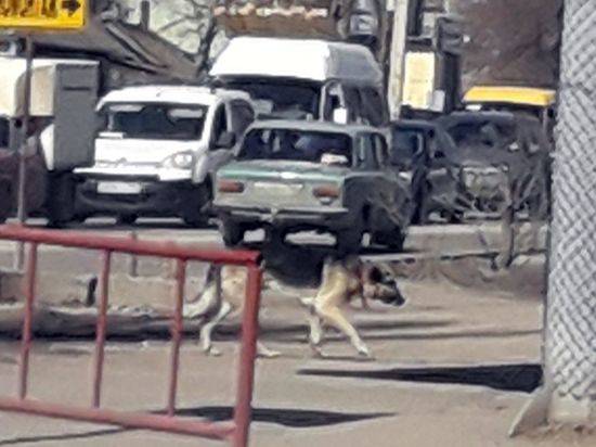 В Волгограде ищут хозяев потерявшейся овчарки