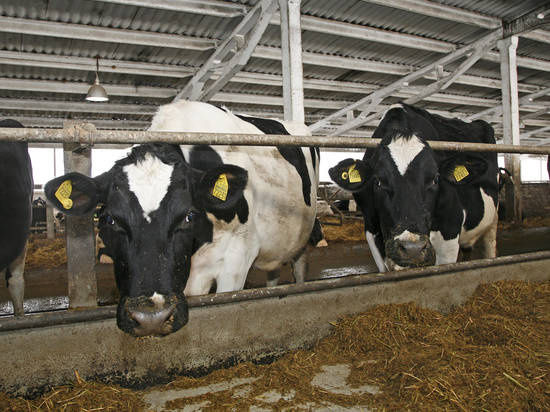 В Волгоградской области стало больше молока и крупного скота