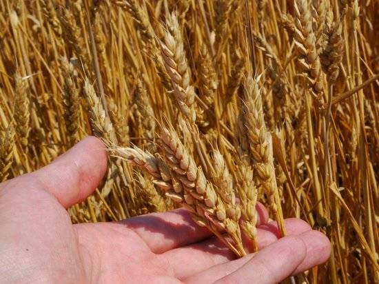 Партию в пять тонн зараженной пшеницы нашли в Калаче-на-Дону