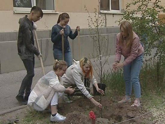 Студенты высадили в центре Волгограда березовую аллею