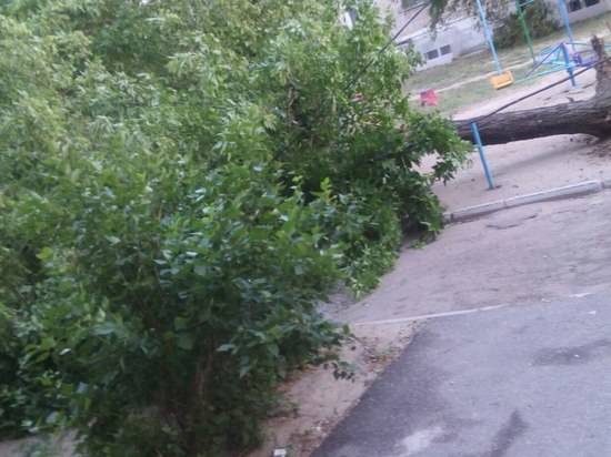 Бушевавший ночью ветер повалил деревья по всему Волгограду