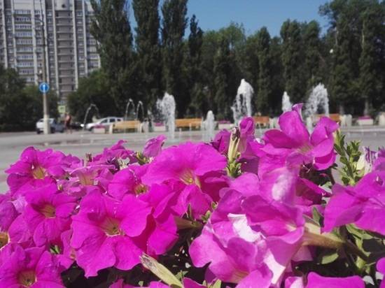 В Волгограде по ночам десятками воруют цветы и даже деревья