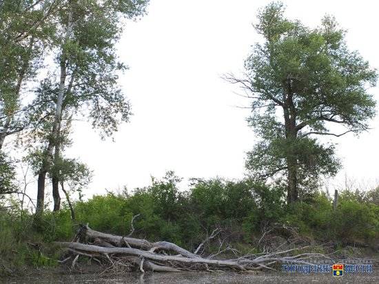Глава села под Волгоградом заплатит 10 тысяч штрафа за спиленное дерево