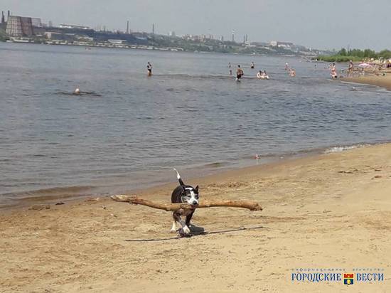 Собака-муравей развеселила отдыхающих волгоградского пляжа