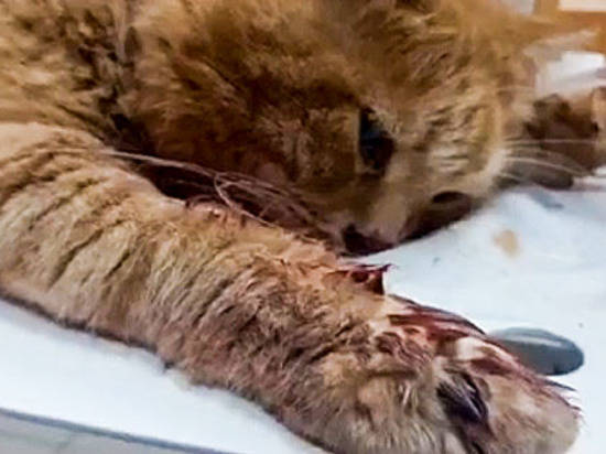 Волгоградец-шизофреник выбросил кота с 5 этажа