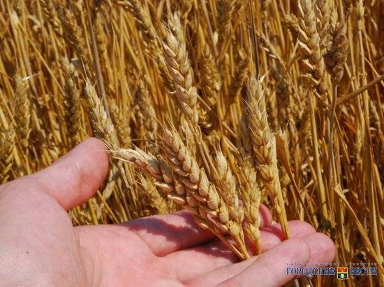 В Волгоградской области собрали более 3,5 миллиона тонн зерна