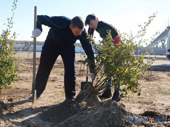 160 деревьев и кустарников высадят у больницы № 15 в Волгограде