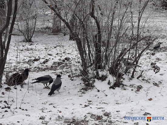 Синоптики вновь предсказывают Волгограду снег