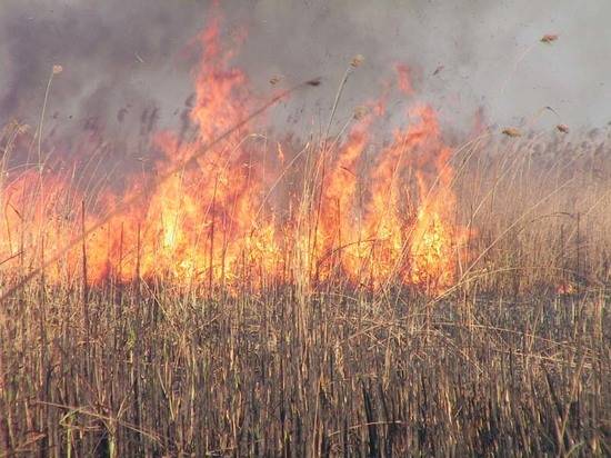 Разошелся на сотни квадратных метров: в Кировском районе загорелся камыш