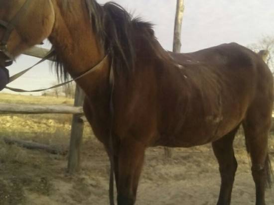 Волгоградские волонтеры хотят защитить замученную лошадь от хозяина-тирана
