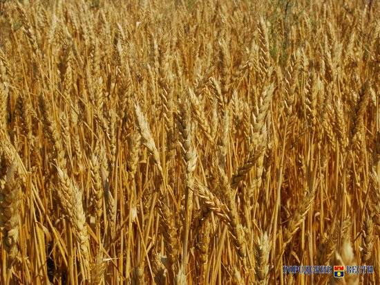 За месяц в Волгоградской области нашли 4,5 тысячи тонн зараженного зерна