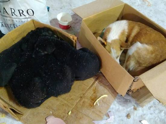 В Волгограде ищут дом для шести пузатых черных щенков