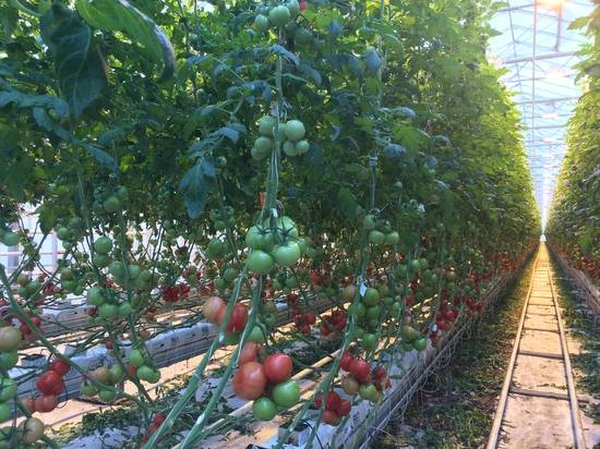 За год в Волгоградской области продали 46 тысяч тонн тепличных огурцов и помидоров