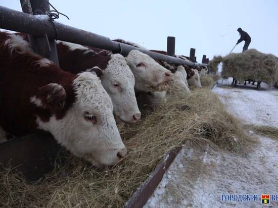 Семейные фермы получат 244 млн рублей на развитие