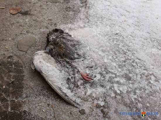 Из-за голода и перепадов температур в Волгограде массово гибнут дикие голуби