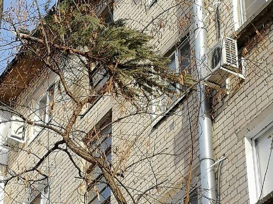 На следующий год: волгоградец оставил новогоднюю ель «про запас» на дереве