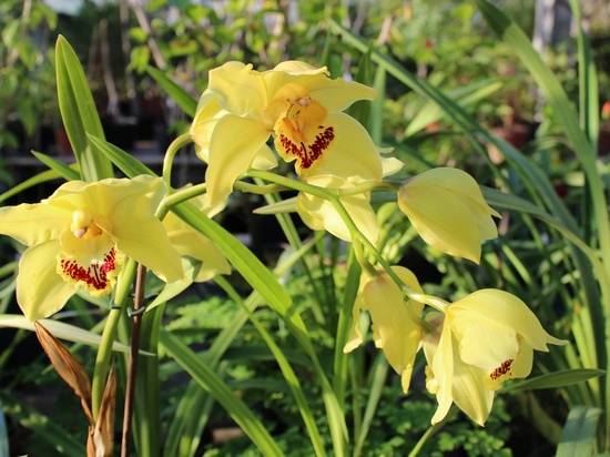 В волгоградском ботсаду цветоводы узнают секреты ухода за орхидеями