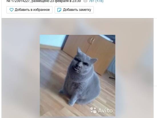 Любит поговорить: воронежец продает кота-няньку с серьезным лицом