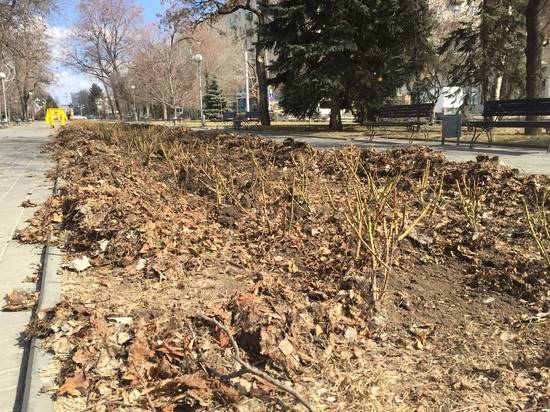 В центре Волгограда начали просыпаться розы