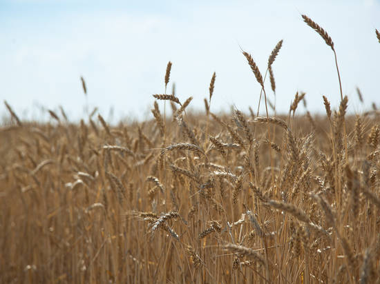 Больше 3 млн тонн зерна отгрузили за пределы Волгоградской области в 2018 году