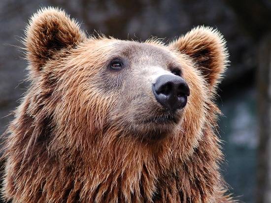 В Волгоградской области нашли сбежавшую медведицу