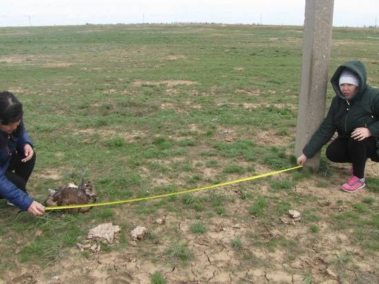В Волгоградской области пытаются предотвратить гибель от разряда током редких птиц